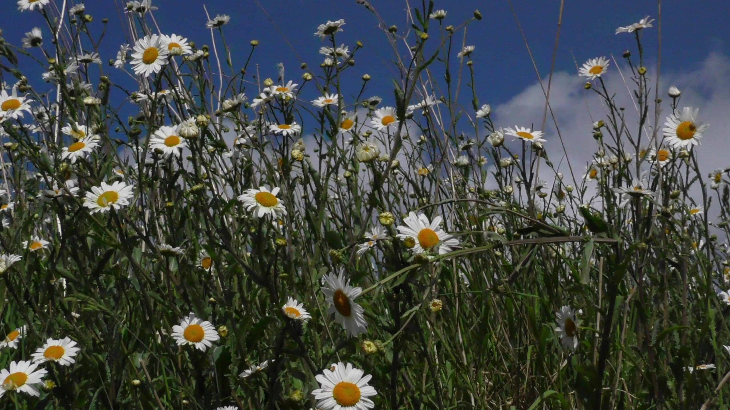 Adjust to Grief - Daisies growing in a field