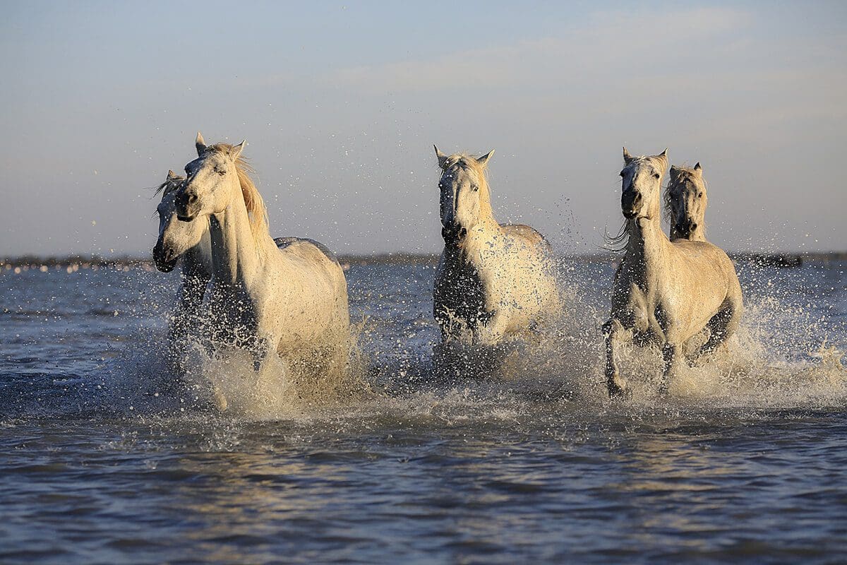 3 layers of souleadership that can turn around a distressed organization - image shows a group of white horses running in the water